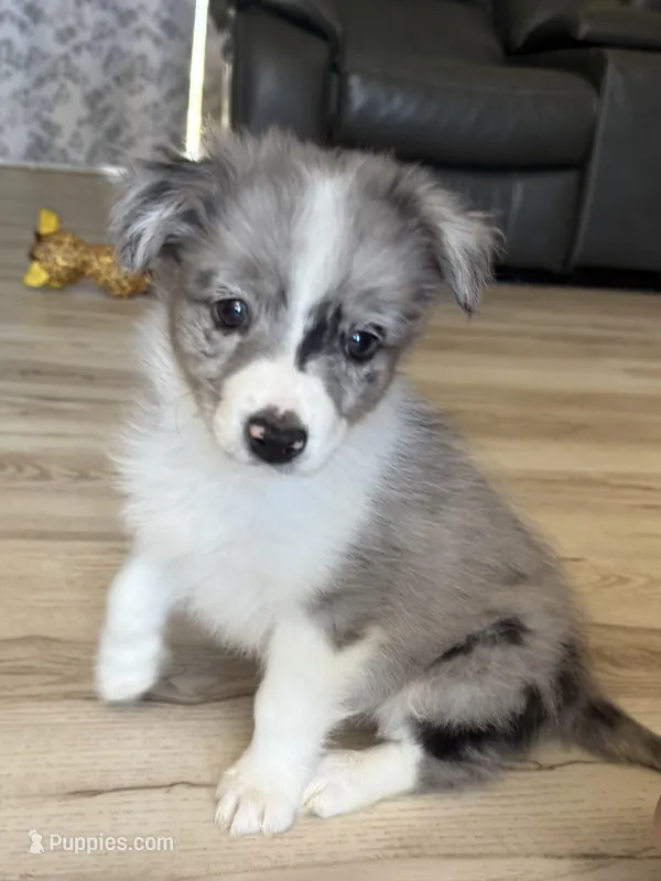 Whiskey – Australian Shepherd puppy for sale in Brooksville, FL