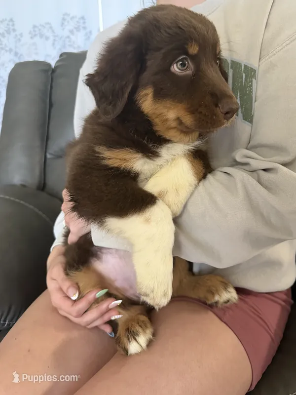 Kit Kat – Australian Shepherd puppy for sale in Brooksville, FL