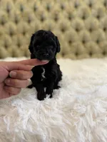 Orange Collar , a male Miniature Goldendoodle for sale in Cedar Park, TX – Photo 4 of 5