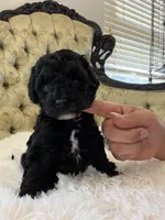 Orange Collar , a male Miniature Goldendoodle for sale in Cedar Park, TX – Photo 3 of 5