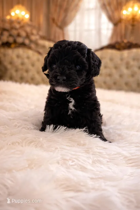 Orange Collar  – Miniature Goldendoodle puppy for sale in Cedar Park, TX