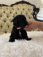 Orange Collar , a male Miniature Goldendoodle for sale in Cedar Park, TX – Photo 2 of 5