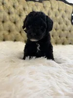 Orange Collar , a male Miniature Goldendoodle for sale in Cedar Park, TX – Photo 5 of 5