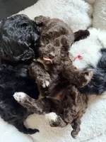 Green Collar , a male Miniature Goldendoodle for sale in Cedar Park, TX – Photo 6 of 6