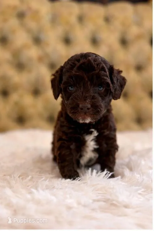 Green Collar  – Miniature Goldendoodle puppy for sale in Cedar Park, TX