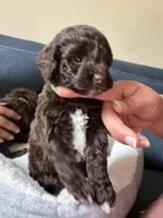 Green Collar , a male Miniature Goldendoodle for sale in Cedar Park, TX – Photo 3 of 6