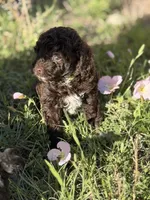 Green Collar , a male Miniature Goldendoodle for sale in Cedar Park, TX – Photo 4 of 6