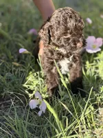 Green Collar , a male Miniature Goldendoodle for sale in Cedar Park, TX – Photo 2 of 6