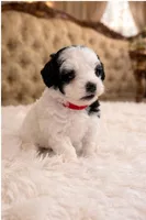 Red Collar, a female Miniature Goldendoodle for sale in Cedar Park, TX – Photo 1 of 6