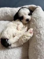 Red Collar, a female Miniature Goldendoodle for sale in Cedar Park, TX – Photo 2 of 6
