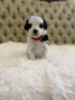 Red Collar, a female Miniature Goldendoodle for sale in Cedar Park, TX – Photo 3 of 6