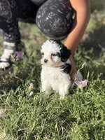 Red Collar, a female Miniature Goldendoodle for sale in Cedar Park, TX – Photo 6 of 6