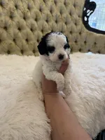 Red Collar, a female Miniature Goldendoodle for sale in Cedar Park, TX – Photo 4 of 6