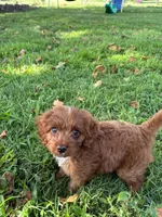 Baxter, a male Cavapoo for sale in Springfield, MO – 3 of 3