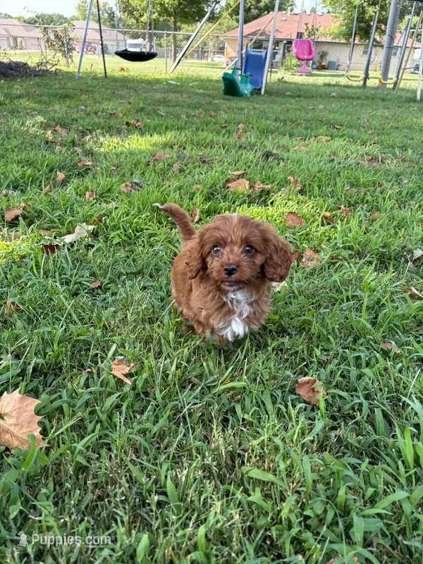 Baxter – Cavapoo puppy for sale in Springfield, MO