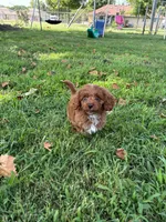 Baxter, a male Cavapoo for sale in Springfield, MO – 1 of 3