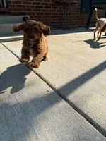 Baxter, a male Cavapoo for sale in Springfield, MO – 2 of 3