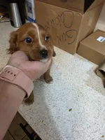 Peaches, a female Cavapoo for sale in Springfield, MO – 4 of 5