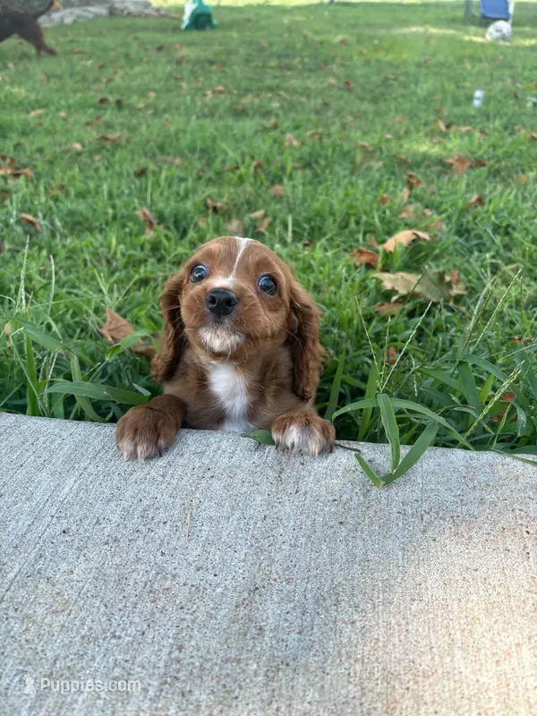 Peaches – Cavapoo puppy for sale in Springfield, MO
