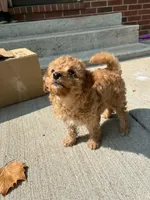 Potatoe, a female Cavapoo for sale in Springfield, MO – 4 of 4