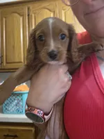Peaches, a female Cavapoo for sale in Springfield, MO – 3 of 5