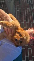 Potatoe, a female Cavapoo for sale in Springfield, MO – 3 of 4