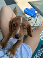 Peaches, a female Cavapoo for sale in Springfield, MO – 5 of 5