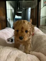Potatoe, a female Cavapoo for sale in Springfield, MO – 2 of 4