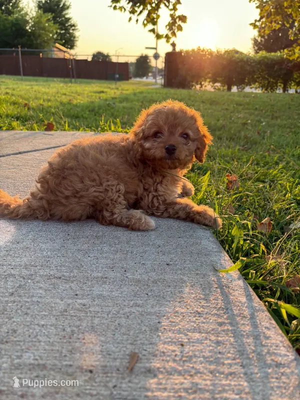 Potatoe – Cavapoo puppy for sale in Springfield, MO