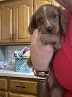 Peaches, a female Cavapoo for sale in Springfield, MO – 2 of 5