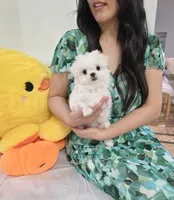 Somi, a female Maltese for sale in Orange, CA – 9 of 9