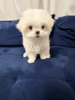 Somi, a female Maltese for sale in Orange, CA – 7 of 9