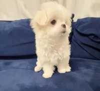 Somi, a female Maltese for sale in Orange, CA – 6 of 9