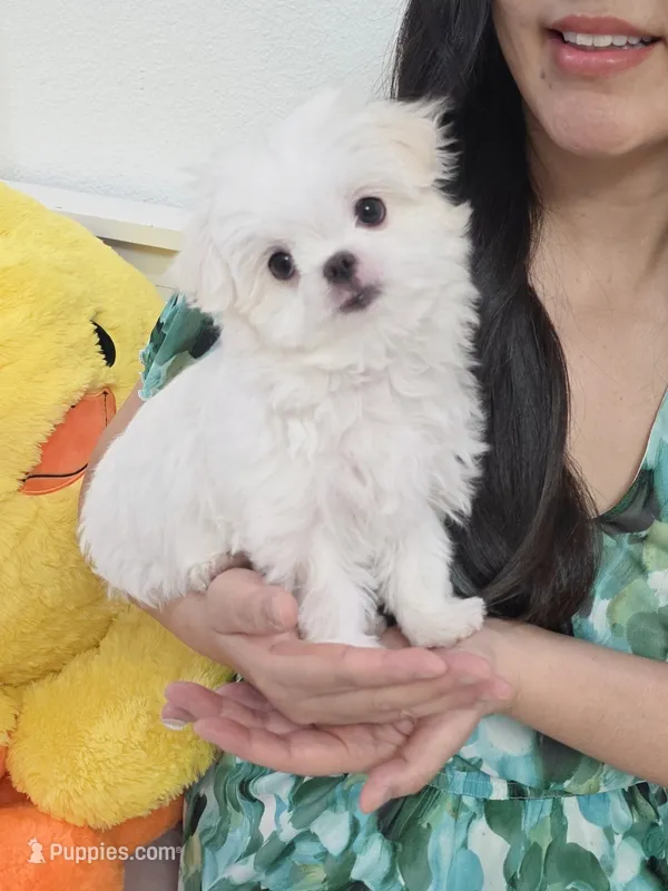 Somi – Maltese puppy for sale in Orange, CA