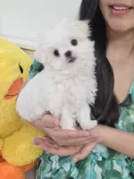Somi, a female Maltese for sale in Orange, CA – 1 of 9