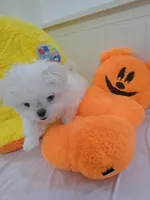 Somi, a female Maltese for sale in Orange, CA – 8 of 9