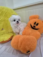 Somi, a female Maltese for sale in Orange, CA – 3 of 9