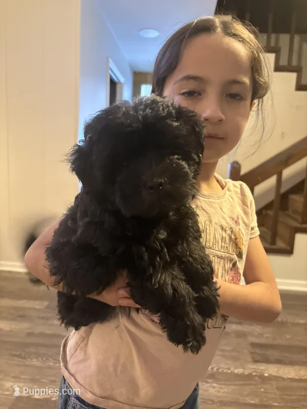 Baby junior – Maltipoo puppy for sale in Dalton, GA