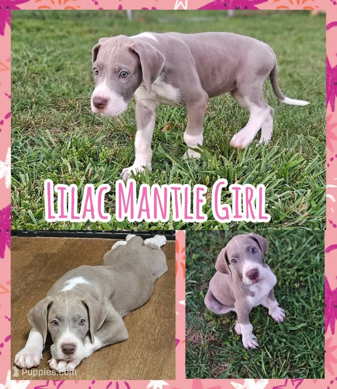 LILAC MANTLE GIRL – Great Dane puppy for sale in Vale, NC