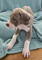LILAC MANTLE GIRL, a female Great Dane for sale in Vale, NC – 3 of 4