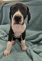 BLACK MANTLE Girl, a female Great Dane for sale in Vale, NC – 2 of 4