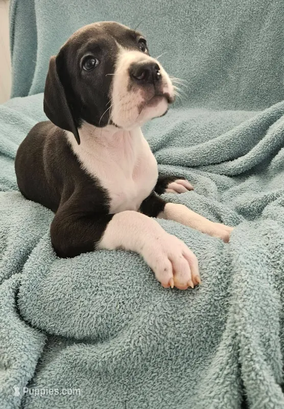 BLACK MANTLE Girl – Great Dane puppy for sale in Vale, NC