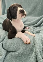 BLACK MANTLE Girl, a female Great Dane for sale in Vale, NC – 1 of 4