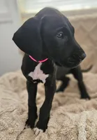 BLACK W/ WHITE MARKING Girl, a female Great Dane for sale in Vale, NC – 2 of 2