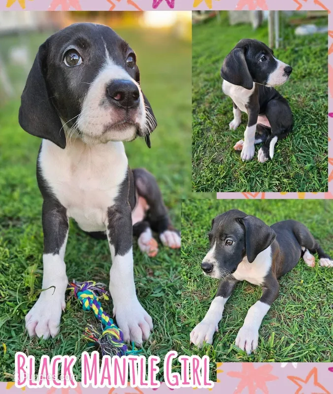 BLACK MANTLE Girl – Great Dane puppy for sale in Vale, NC