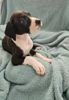 BLACK MANTLE Girl, a female Great Dane for sale in Vale, NC – 4 of 4