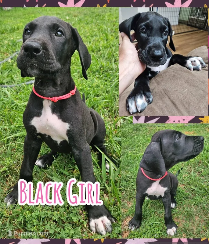 BLACK W/ WHITE MARKING Girl – Great Dane puppy for sale in Vale, NC