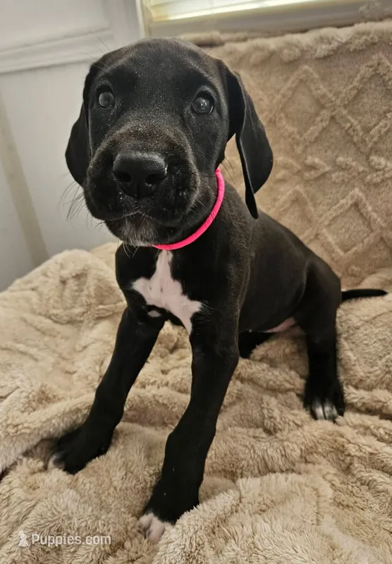 BLACK W/ WHITE MARKING Girl – Great Dane puppy for sale in Vale, NC