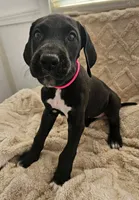 BLACK W/ WHITE MARKING Girl, a female Great Dane for sale in Vale, NC – 1 of 2