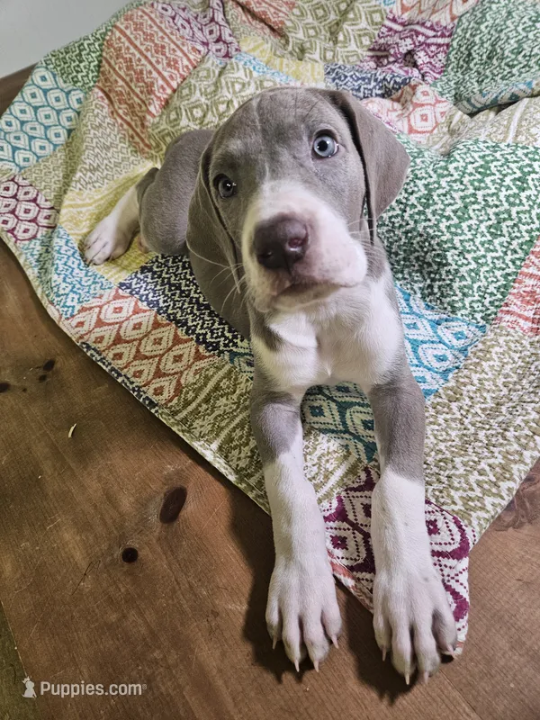 LILAC MANTLE GIRL – Great Dane puppy for sale in Vale, NC